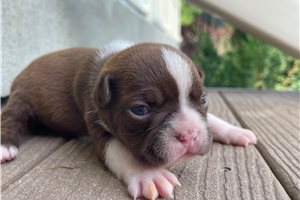 Amina - Boston Terrier for sale