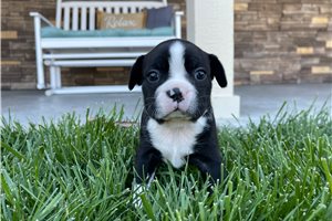 Kay - Boston Terrier for sale