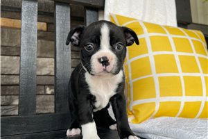 Kay - puppy for sale
