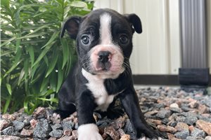 Kate - puppy for sale