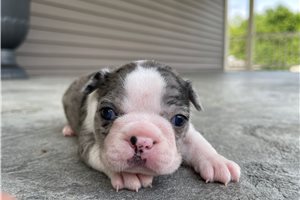 Lawson - Boston Terrier for sale