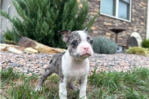 Bonnie - puppy for sale