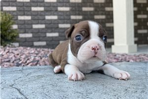 Artie - Boston Terrier for sale