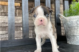 Atticus - Boston Terrier for sale
