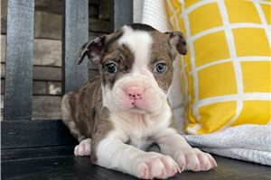 Karla - Boston Terrier for sale