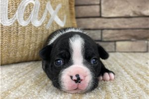 Kay - Boston Terrier for sale