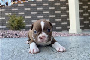 Allyson - Boston Terrier for sale