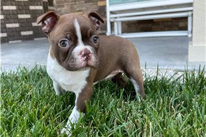 Emilia - Boston Terrier for sale