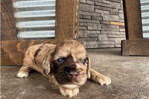 Diana - puppy for sale