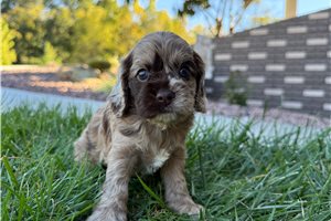 Diana - Cockapoo for sale