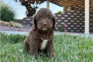 Art - Cockapoo for sale