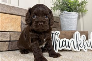 Isabella - Cockapoo for sale