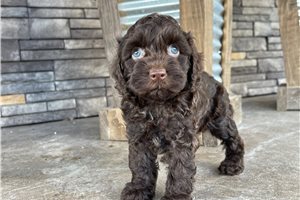 Drue - puppy for sale