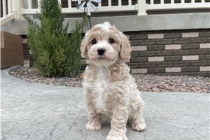 Abel - puppy for sale
