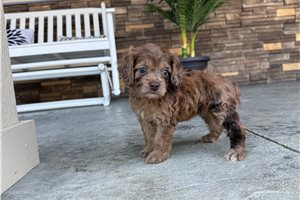 Haven - Cockapoo for sale