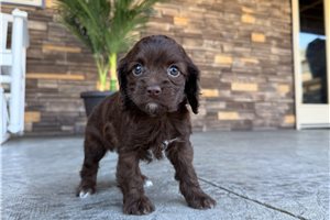 Iris - Cockapoo for sale