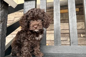 Igor - Cockapoo for sale