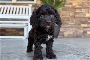 Igor - Cockapoo for sale