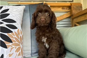 Isabella - puppy for sale