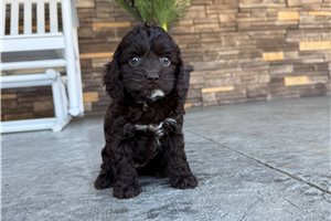 Ingrid - Cockapoo for sale
