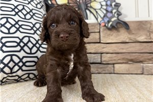 Ivan - puppy for sale
