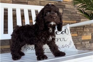 Igor - Cockapoo for sale