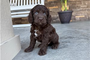 Ivan - Cockapoo for sale