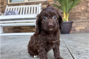 Bellie - Cockapoo for sale