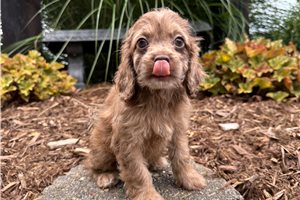 Haven - Cockapoo for sale