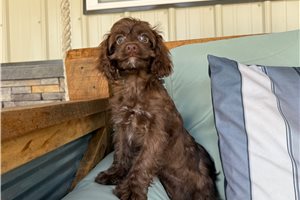 Iris - Cockapoo for sale
