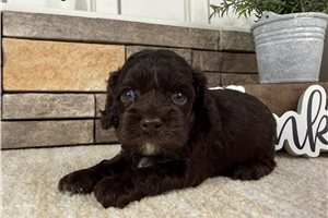 Igor - puppy for sale