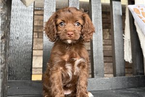 Iris - Cockapoo for sale