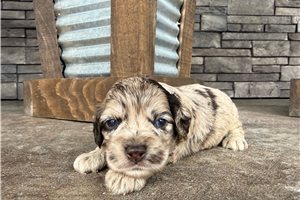 Dino - Cockapoo for sale