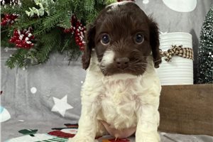 Frankie - Cockapoo for sale
