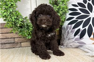 Igor - Cockapoo for sale