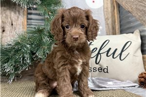 Fiona - Cockapoo for sale