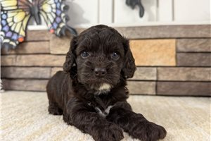 Ingrid - puppy for sale