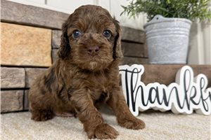 Isaiah - puppy for sale