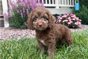 Art - Cockapoo for sale