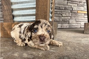 Daisy - puppy for sale