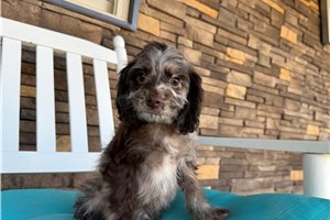 Latka - Cockapoo for sale