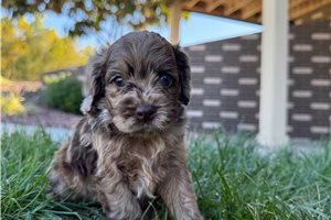 Ducky - Cockapoo for sale