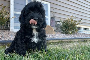 Ivy - Cockapoo for sale