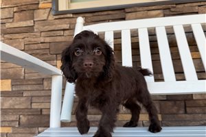 Nelson - Cockapoo for sale