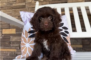 Isabella - Cockapoo for sale
