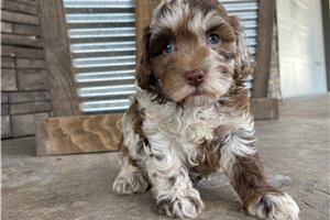 Deidre - puppy for sale