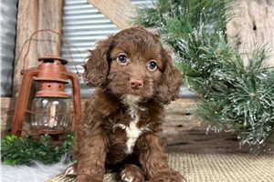 Felicity - Cockapoo for sale