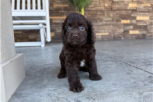 Isabella - Cockapoo for sale