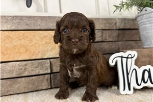 Iris - puppy for sale