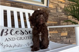 Isabella - Cockapoo for sale